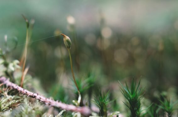 Detaljbild på en skog.
